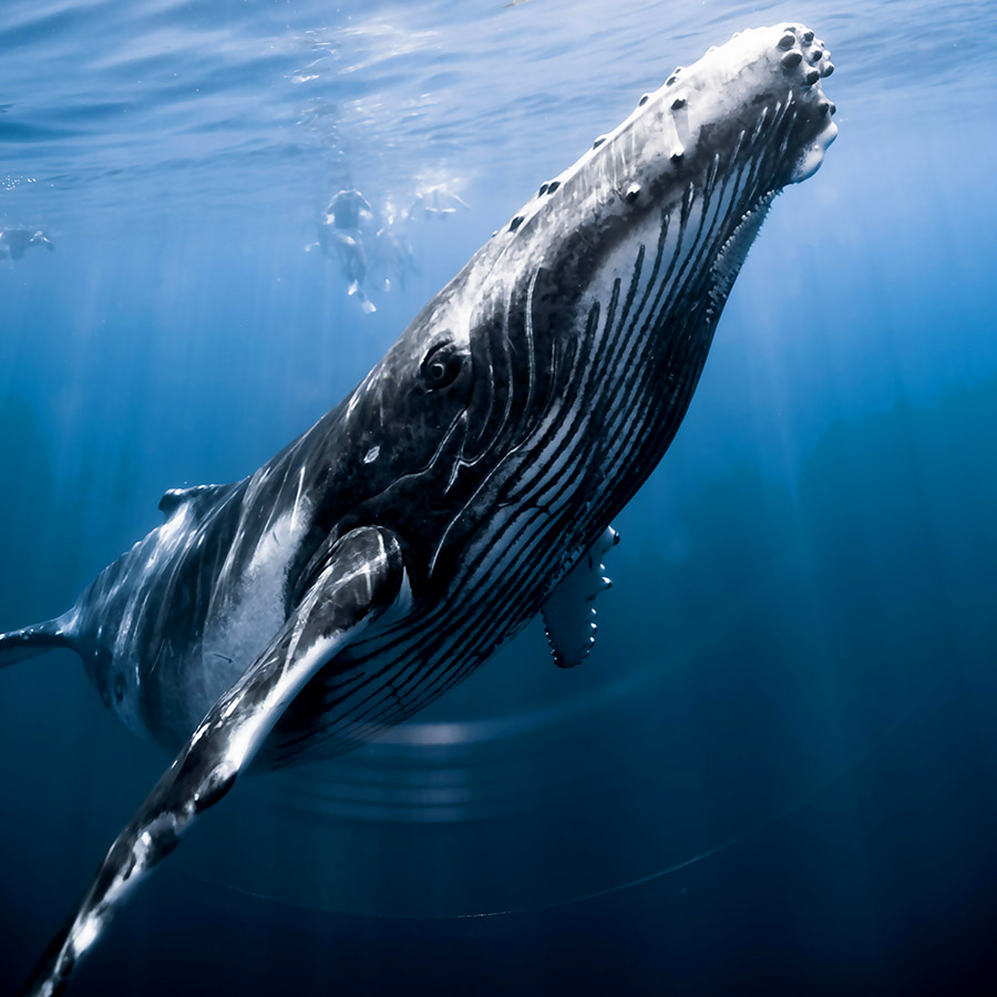 Moorea Whale Swimming