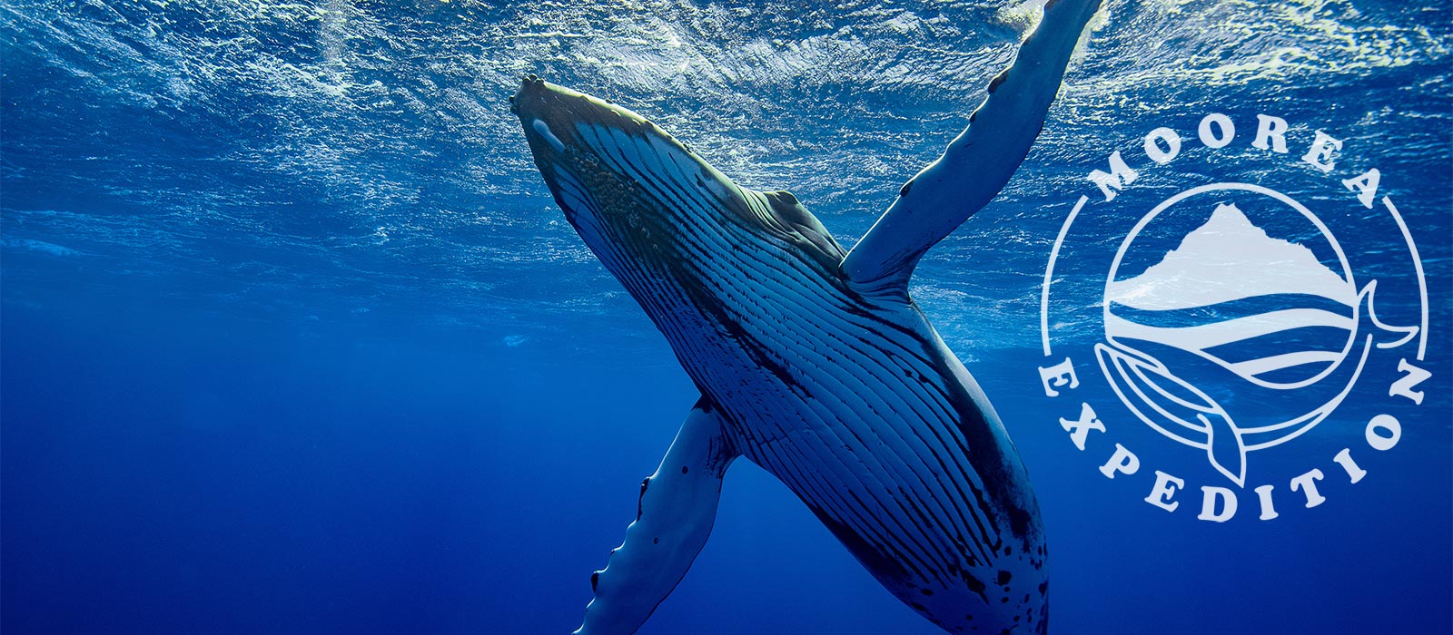 Moorea Expedition Whale Watching