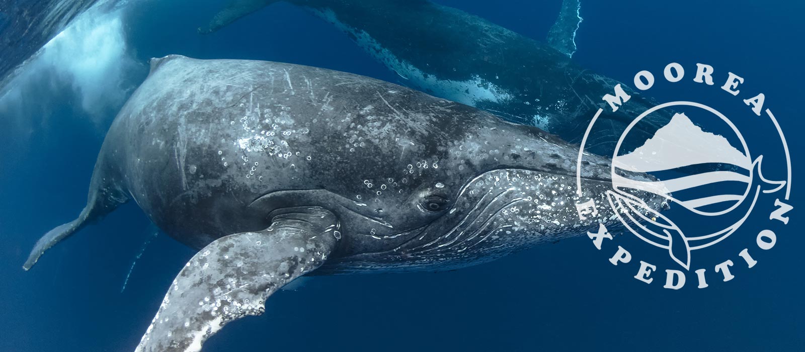 Moorea Expedition Whale Watching